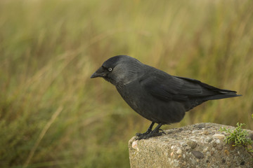 Curious Jackdow