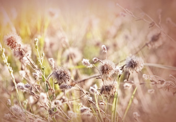 Dry flowers in meadow