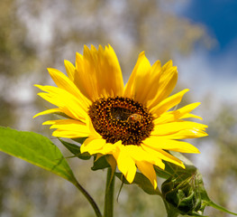 Fototapeta premium sunflower