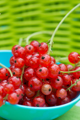 Rote Johannisbeeren