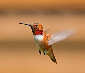 Rufous Hummingbird - male