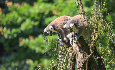 lemurs Katta