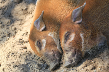 sleeping red river pigs © Rochu_2008