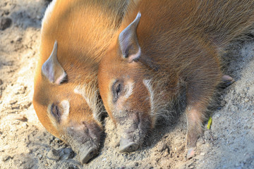 Two young sleeping red river hogs ( Potamochoerus porcus )