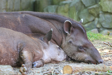 Tapir © Rochu_2008