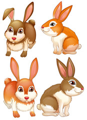 Rabbits