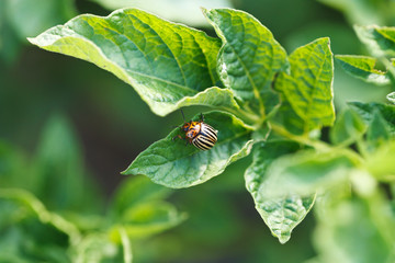 colorado potato beetle eating potatoes