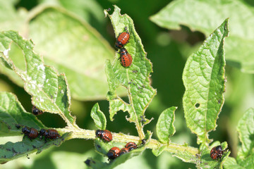 potato bug larva in potatoes leaves