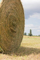 The harvest of hay to get to the milk production