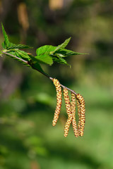 Earrings cherry Birch (Betula lenta)