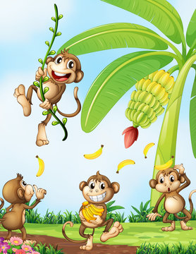 Playful monkeys near the banana plant