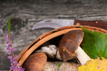 birch boletes on the wooden background