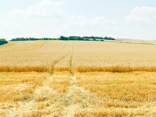 ripe wheat field in caucasus region