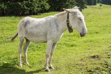 Obraz na płótnie Canvas white donkey