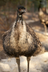 Emu