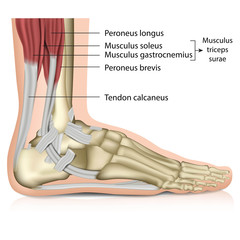 Anatomie Fuß - Muskeln, Perenoal anatomy - obrazy, fototapety, plakaty
