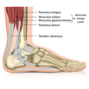 Anatomie Fuß - Muskeln, Perenoal anatomy