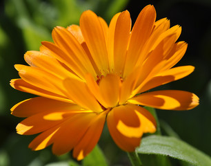Rigelblume