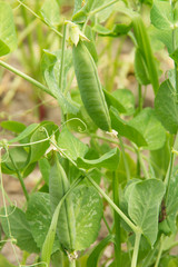 peas growing