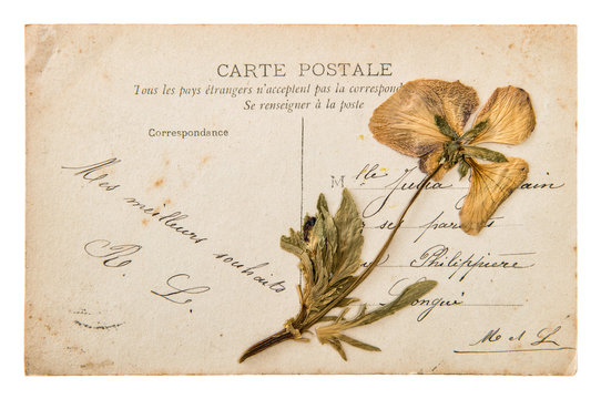 antique french handwritten postcard with dry pansy flower