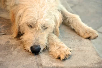 Fototapeten Gelber Straßenhund liegt auf dem Bürgersteig © trinetuzun