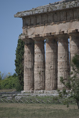 Fototapeta premium Details of the ruins of Paestum