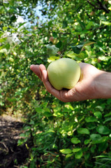Green apple in arm