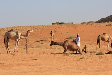 Camel in the desert and the beduin