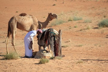 Camel in the desert and the beduin