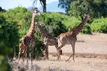 giraffe