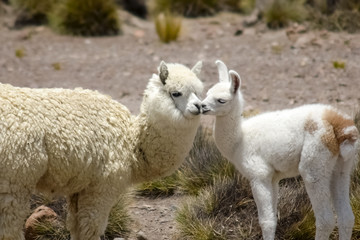 Two white alpacas in Peru