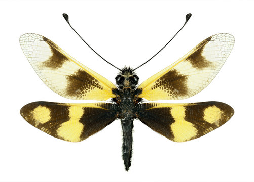Ascalaphus Libelloides macaronius