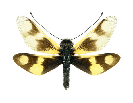 Ascalaphus Libelloides macaronius
