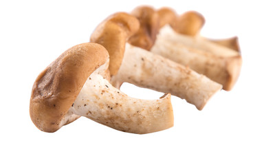 Edible mushroom over white background