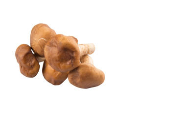 Edible mushroom over white background