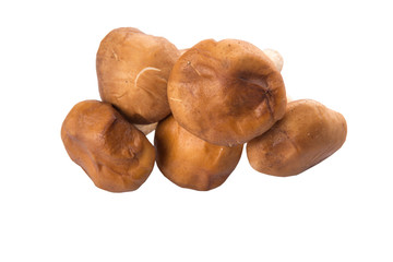 Edible mushroom over white background