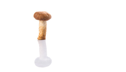 Edible mushroom over white background