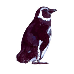 Standing penguin vector illustration. Watercolor painting of