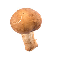 Edible mushroom over white background