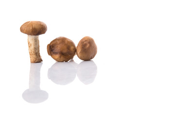 Edible mushroom over white background