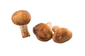 Edible mushroom over white background