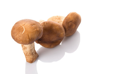 Edible mushroom over white background