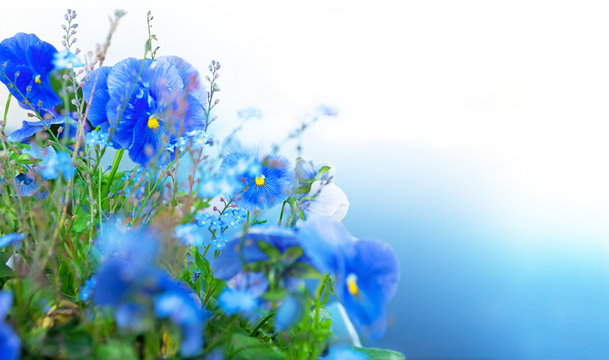 blue summer flowers
