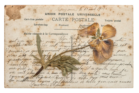 Fototapeta dried pansy flower and old post card isolated on white