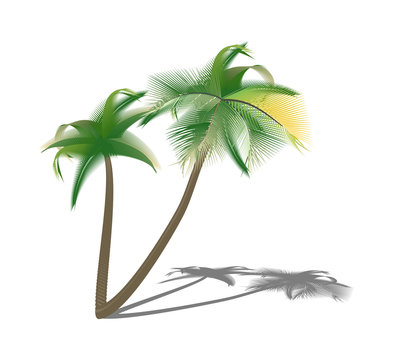 Isolated palm trees with shade. Vector illustration