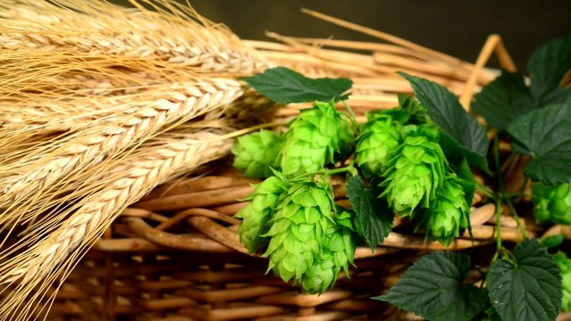 hops and barley malt in the basket,panning