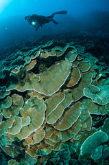 Fototapeta na wymiar hard rice coral Montipora capitata in Gorontalo underwater