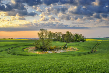 Krajobraz wiejski, młode zboże © janmiko
