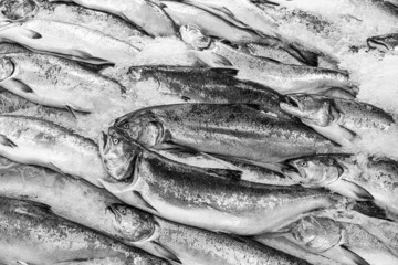 Obraz premium Salmon On Ice
