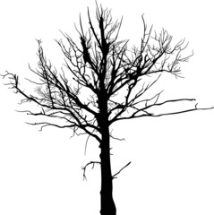 black dry large tree silhouette isolated on white